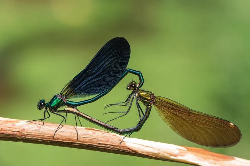 Calopteryx virgo